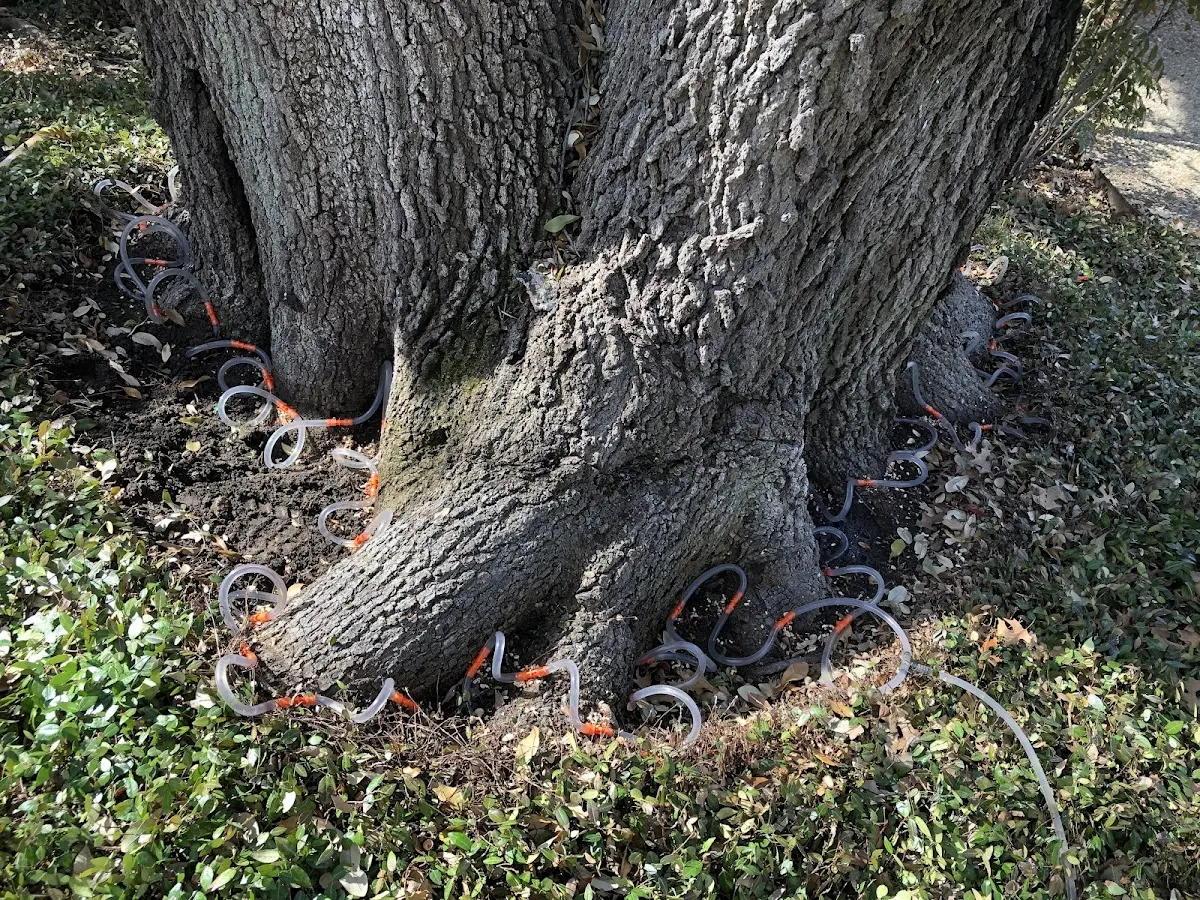 Detailed Tree Cabling and Bracing job site in North Branford