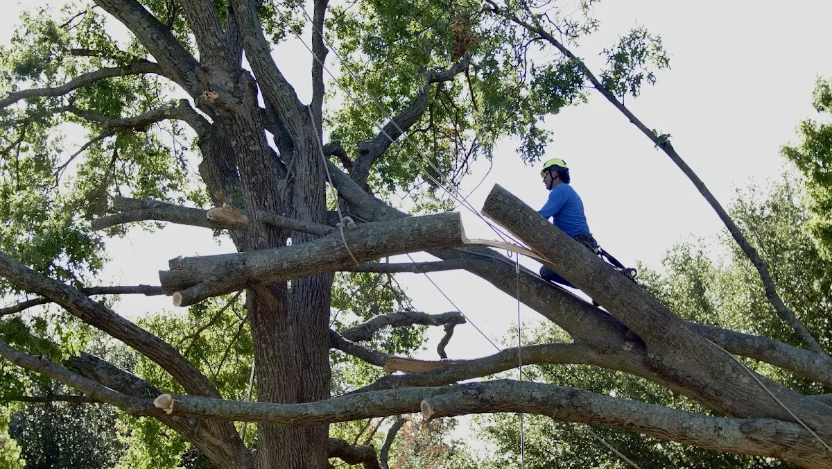 Professional Crown Thinning performed by certified arborists in North Branford