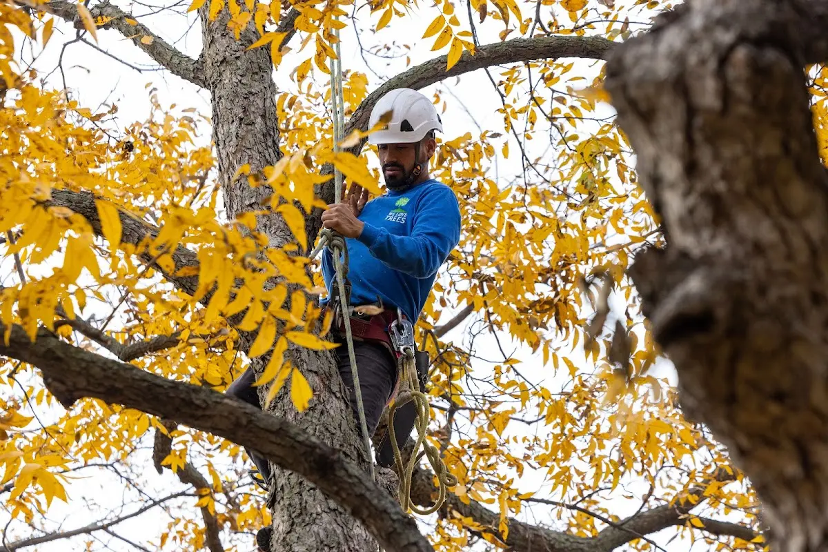 Skilled Storm Damage Cleanup crew working in North Branford